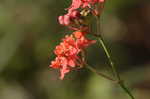 Fewflowered milkweed